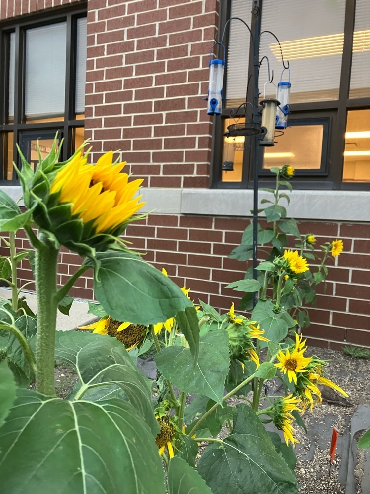 blooming sunflowers 