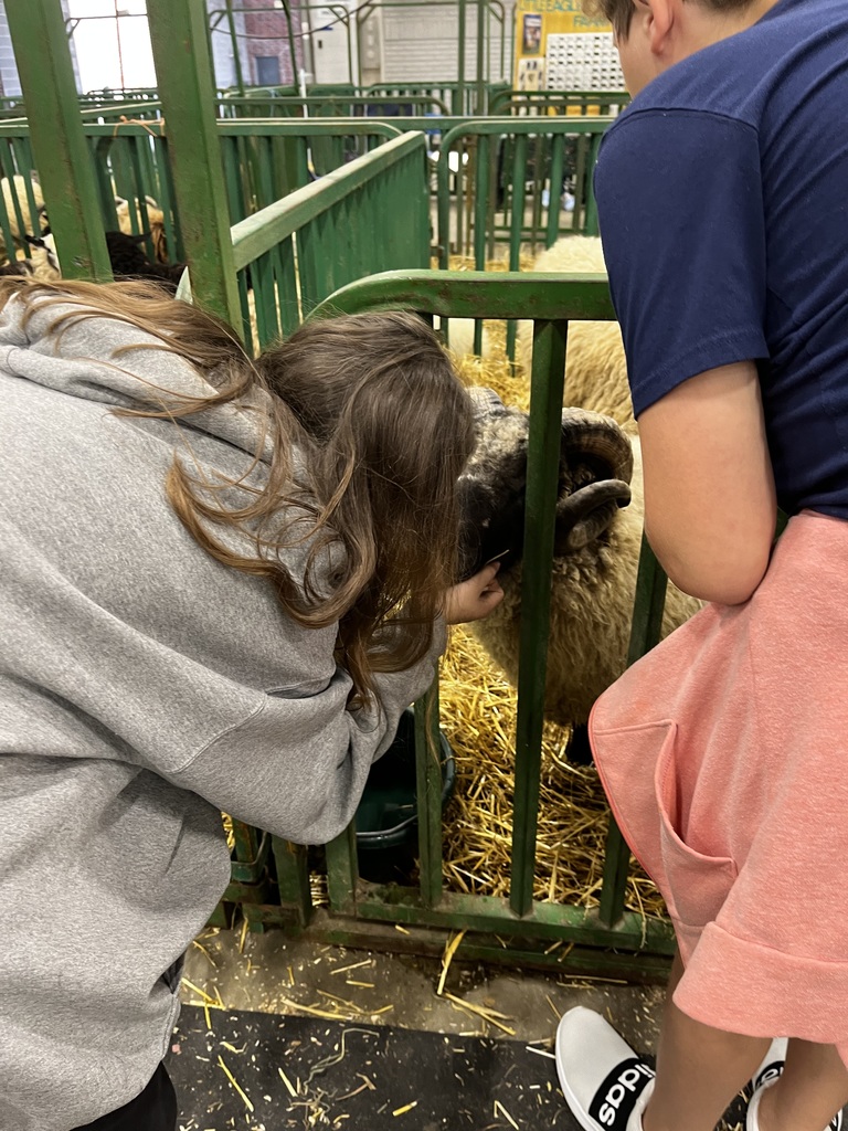 Student pets sheep