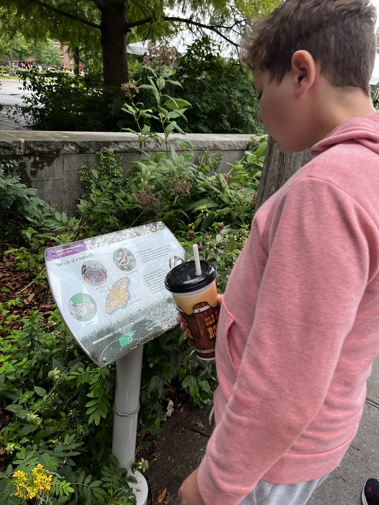 Student reads about different types of butterflies