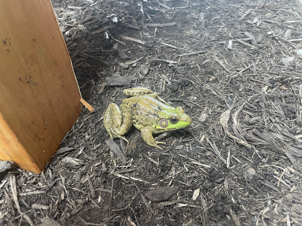 frog