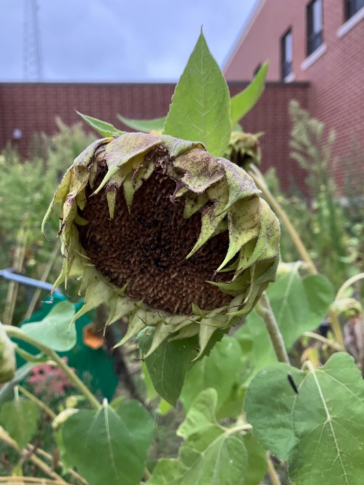 sunflower drying in the courtyard